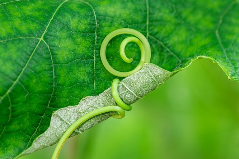 vine, tendril, embrace-4102328.jpg