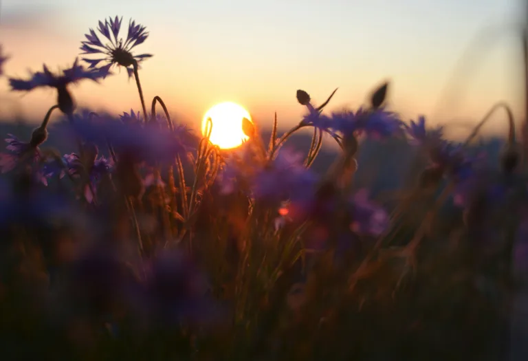 sanctification story